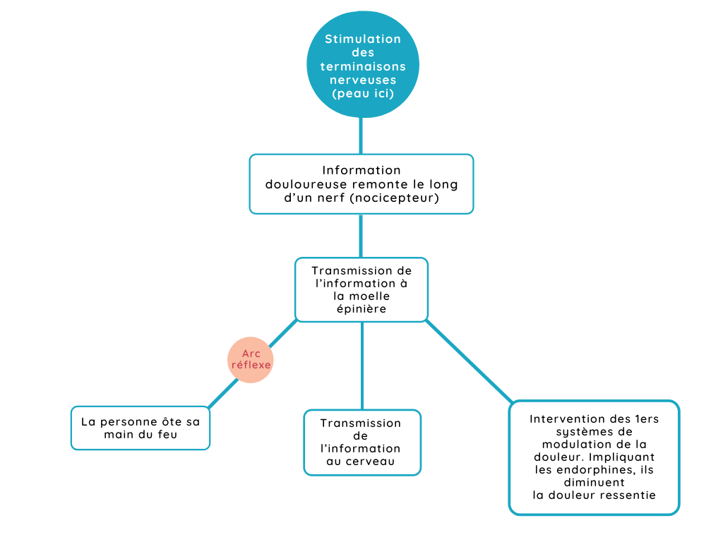 schema-du-parcours-de-l'information-douloureuse